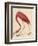 Greater Flamingo, 1838-John James Audubon-Framed Giclee Print