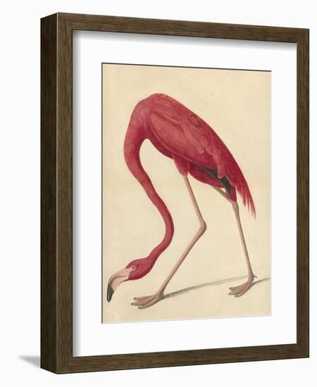 Greater Flamingo, 1838-John James Audubon-Framed Giclee Print