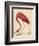 Greater Flamingo, 1838-John James Audubon-Framed Giclee Print