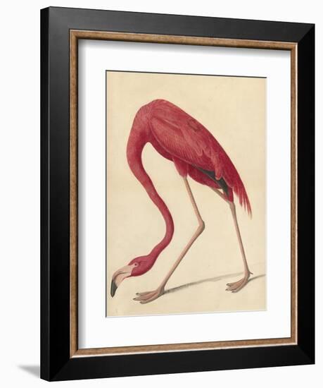 Greater Flamingo, 1838-John James Audubon-Framed Giclee Print