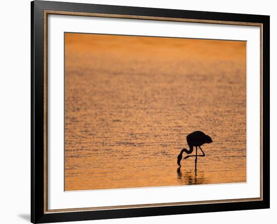 Greater Flamingo, at Dusk, Walvis Bay Lagoon, Namibia, Africa-Ann & Steve Toon-Framed Photographic Print