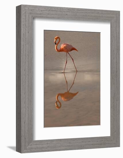 Greater Flamingo, Ecuador-Betty Sederquist-Framed Photographic Print