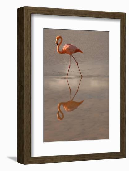 Greater Flamingo, Ecuador-Betty Sederquist-Framed Photographic Print