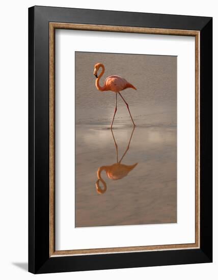 Greater Flamingo, Ecuador-Betty Sederquist-Framed Photographic Print