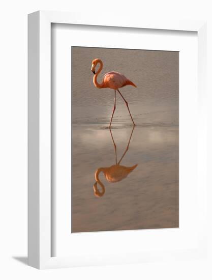 Greater Flamingo, Ecuador-Betty Sederquist-Framed Photographic Print