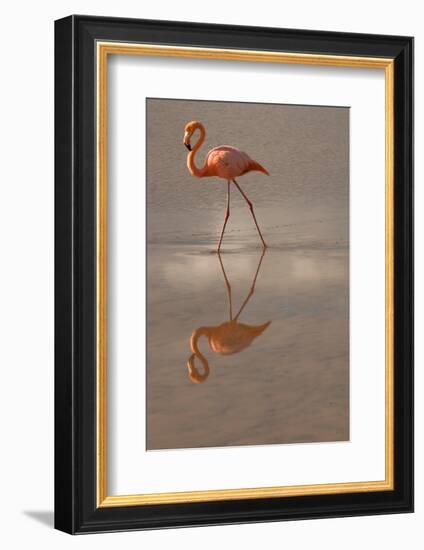 Greater Flamingo, Ecuador-Betty Sederquist-Framed Photographic Print