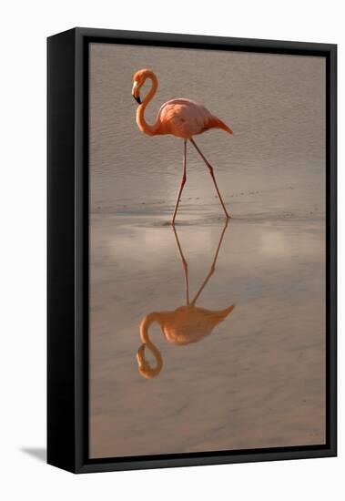 Greater Flamingo, Ecuador-Betty Sederquist-Framed Premier Image Canvas