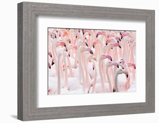 Greater flamingo flock, Camargue, France-Edwin Giesbers-Framed Photographic Print