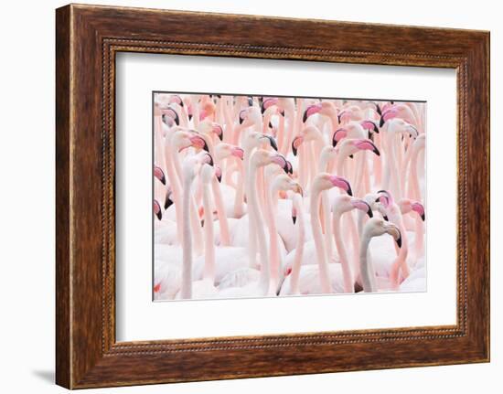 Greater flamingo flock, Camargue, France-Edwin Giesbers-Framed Photographic Print