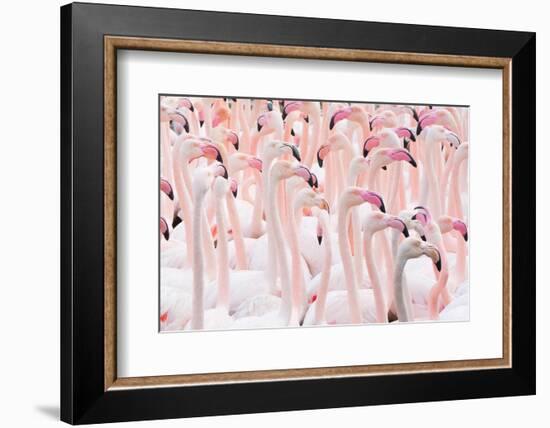 Greater flamingo flock, Camargue, France-Edwin Giesbers-Framed Photographic Print