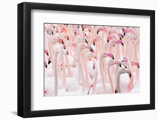 Greater flamingo flock, Camargue, France-Edwin Giesbers-Framed Photographic Print