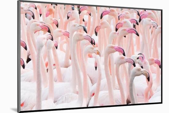 Greater flamingo flock, Camargue, France-Edwin Giesbers-Mounted Photographic Print