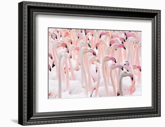 Greater flamingo flock, Camargue, France-Edwin Giesbers-Framed Photographic Print