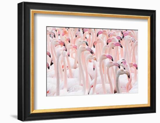 Greater flamingo flock, Camargue, France-Edwin Giesbers-Framed Photographic Print