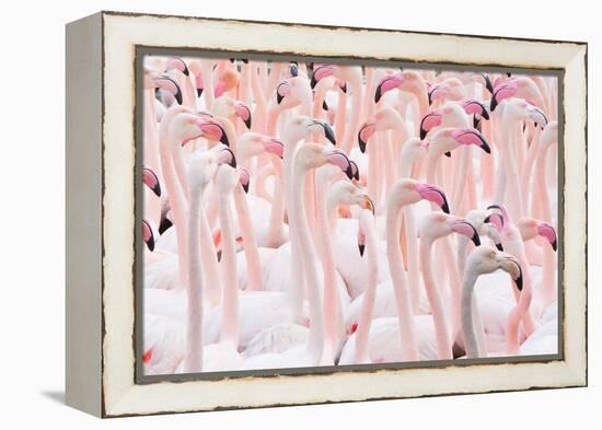 Greater flamingo flock, Camargue, France-Edwin Giesbers-Framed Premier Image Canvas