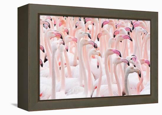 Greater flamingo flock, Camargue, France-Edwin Giesbers-Framed Premier Image Canvas