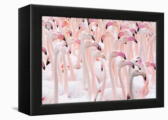 Greater flamingo flock, Camargue, France-Edwin Giesbers-Framed Premier Image Canvas