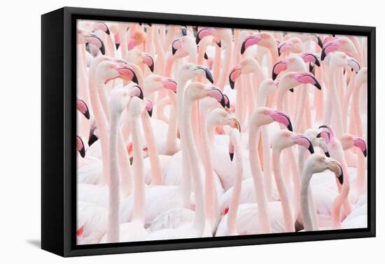 Greater flamingo flock, Camargue, France-Edwin Giesbers-Framed Premier Image Canvas