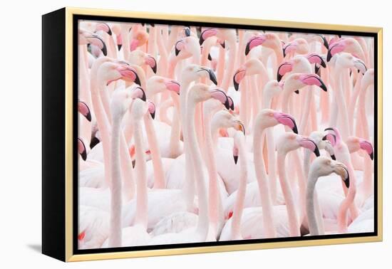 Greater flamingo flock, Camargue, France-Edwin Giesbers-Framed Premier Image Canvas