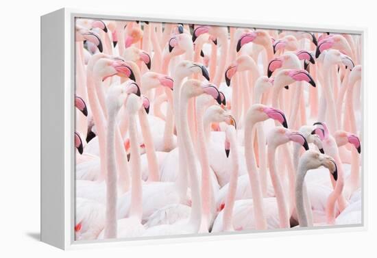 Greater flamingo flock, Camargue, France-Edwin Giesbers-Framed Premier Image Canvas