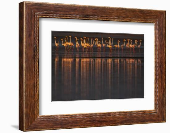 Greater flamingo flock, Sado Estuary, Portugal-Pedro Narra-Framed Photographic Print