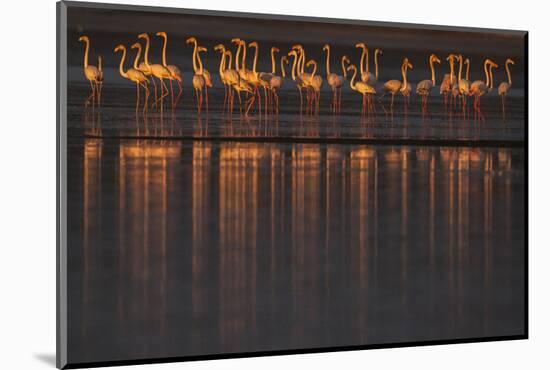 Greater flamingo flock, Sado Estuary, Portugal-Pedro Narra-Mounted Photographic Print