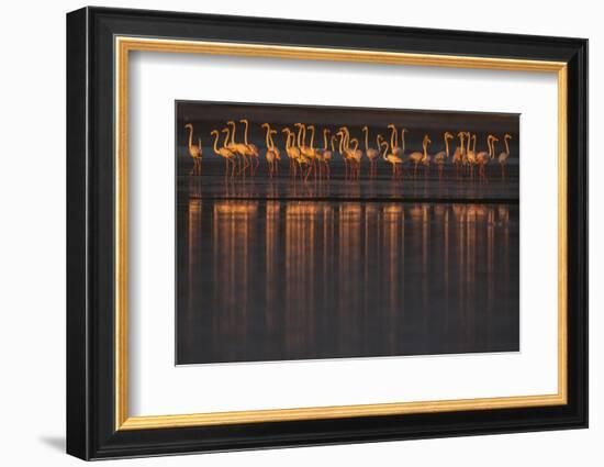 Greater flamingo flock, Sado Estuary, Portugal-Pedro Narra-Framed Photographic Print