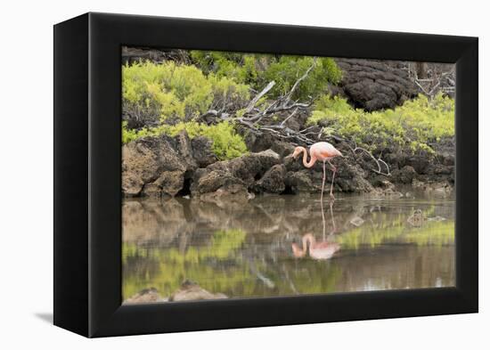 Greater Flamingo in Lagoon, Santa Cruz Island, Galapagos, Ecuador-Cindy Miller Hopkins-Framed Premier Image Canvas