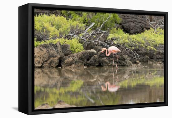 Greater Flamingo in Lagoon, Santa Cruz Island, Galapagos, Ecuador-Cindy Miller Hopkins-Framed Premier Image Canvas