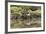 Greater Flamingo in Lagoon, Santa Cruz Island, Galapagos, Ecuador-Cindy Miller Hopkins-Framed Photographic Print