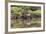 Greater Flamingo in Lagoon, Santa Cruz Island, Galapagos, Ecuador-Cindy Miller Hopkins-Framed Photographic Print