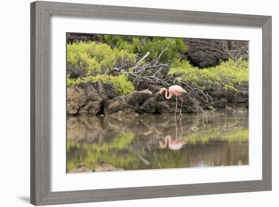 Greater Flamingo in Lagoon, Santa Cruz Island, Galapagos, Ecuador-Cindy Miller Hopkins-Framed Photographic Print