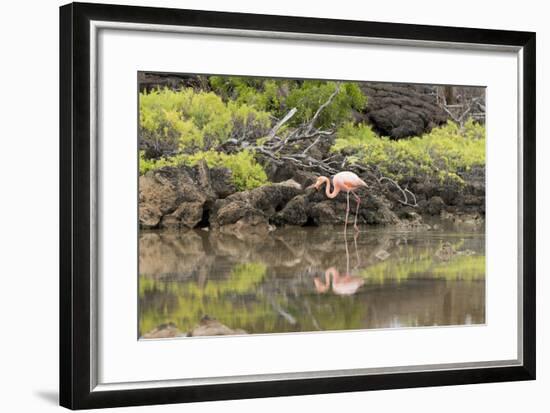 Greater Flamingo in Lagoon, Santa Cruz Island, Galapagos, Ecuador-Cindy Miller Hopkins-Framed Photographic Print