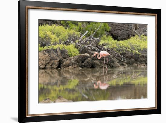 Greater Flamingo in Lagoon, Santa Cruz Island, Galapagos, Ecuador-Cindy Miller Hopkins-Framed Photographic Print