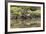 Greater Flamingo in Lagoon, Santa Cruz Island, Galapagos, Ecuador-Cindy Miller Hopkins-Framed Photographic Print