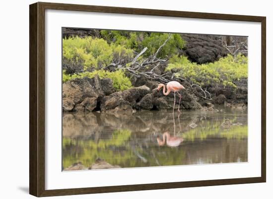 Greater Flamingo in Lagoon, Santa Cruz Island, Galapagos, Ecuador-Cindy Miller Hopkins-Framed Photographic Print