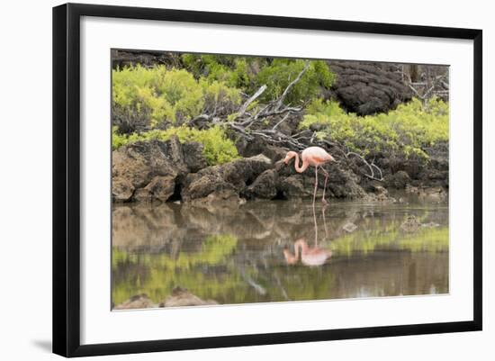 Greater Flamingo in Lagoon, Santa Cruz Island, Galapagos, Ecuador-Cindy Miller Hopkins-Framed Photographic Print