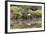 Greater Flamingo in Lagoon, Santa Cruz Island, Galapagos, Ecuador-Cindy Miller Hopkins-Framed Photographic Print