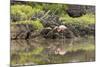 Greater Flamingo in Lagoon, Santa Cruz Island, Galapagos, Ecuador-Cindy Miller Hopkins-Mounted Photographic Print