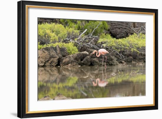 Greater Flamingo in Lagoon, Santa Cruz Island, Galapagos, Ecuador-Cindy Miller Hopkins-Framed Photographic Print