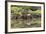 Greater Flamingo in Lagoon, Santa Cruz Island, Galapagos, Ecuador-Cindy Miller Hopkins-Framed Photographic Print