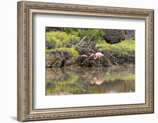 Greater Flamingo in Lagoon, Santa Cruz Island, Galapagos, Ecuador-Cindy Miller Hopkins-Framed Photographic Print