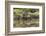 Greater Flamingo in Lagoon, Santa Cruz Island, Galapagos, Ecuador-Cindy Miller Hopkins-Framed Photographic Print