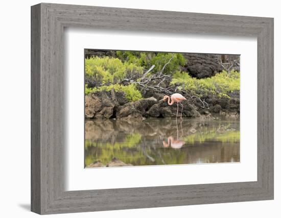 Greater Flamingo in Lagoon, Santa Cruz Island, Galapagos, Ecuador-Cindy Miller Hopkins-Framed Photographic Print