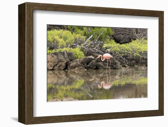 Greater Flamingo in Lagoon, Santa Cruz Island, Galapagos, Ecuador-Cindy Miller Hopkins-Framed Photographic Print