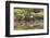 Greater Flamingo in Lagoon, Santa Cruz Island, Galapagos, Ecuador-Cindy Miller Hopkins-Framed Photographic Print