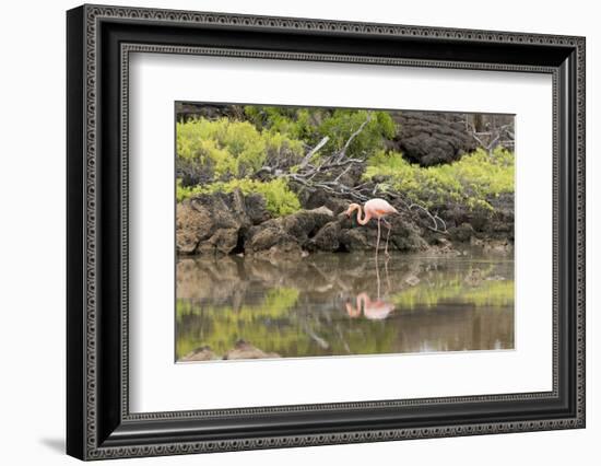Greater Flamingo in Lagoon, Santa Cruz Island, Galapagos, Ecuador-Cindy Miller Hopkins-Framed Photographic Print
