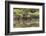 Greater Flamingo in Lagoon, Santa Cruz Island, Galapagos, Ecuador-Cindy Miller Hopkins-Framed Photographic Print