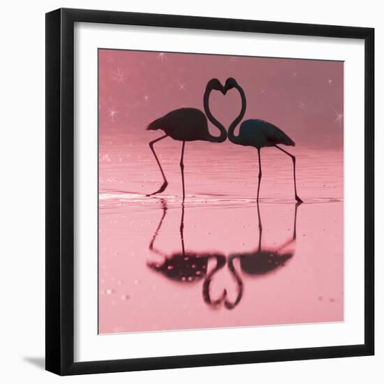 Greater Flamingo Pair Kissing-null-Framed Photographic Print