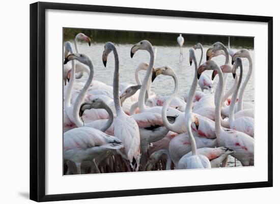 Greater Flamingo (Phoenicopterus Roseus), Camargue, Provence-Alpes-Cote D'Azur, France, Europe-Sergio Pitamitz-Framed Photographic Print